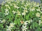 Preview: Scheinanemone - Anemopsis californica